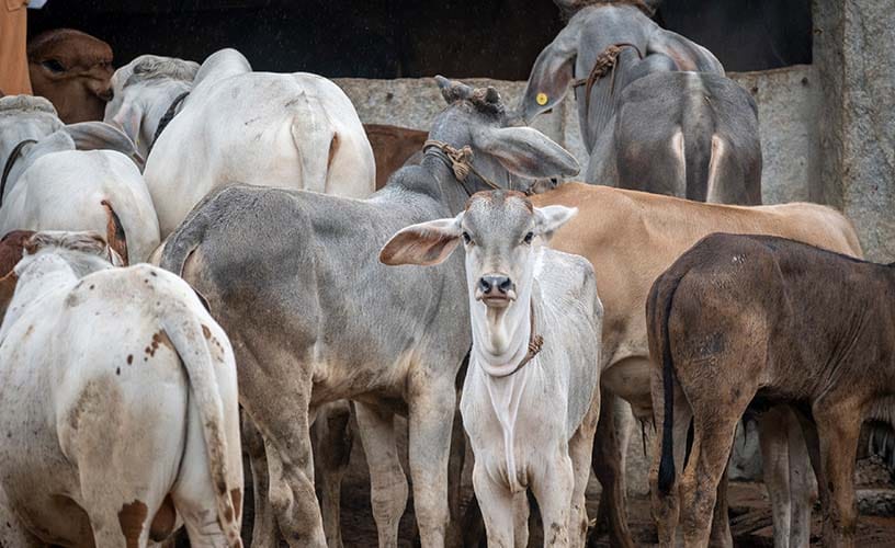 Sacred Gau Seva